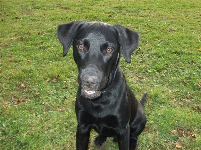 black Labrador