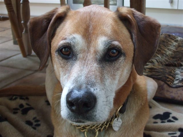 Boxer/Ridgeback/Greyhound X