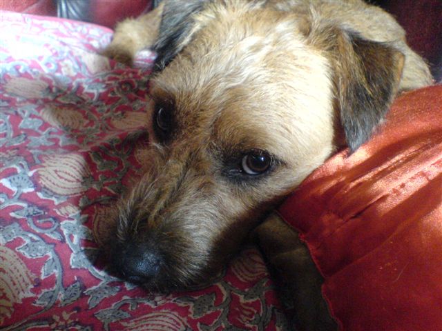 Border x Patterdale Terrier