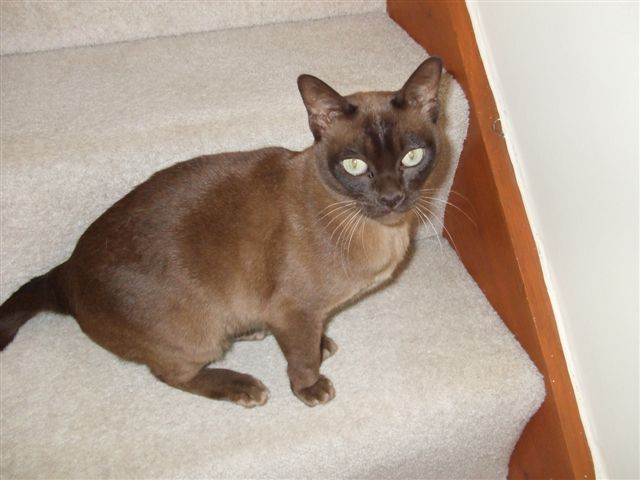 Burmese Chocolate Point